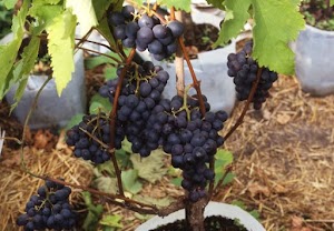 Cara Menanam Anggur yang Tepat untuk Tumbuh Cepat